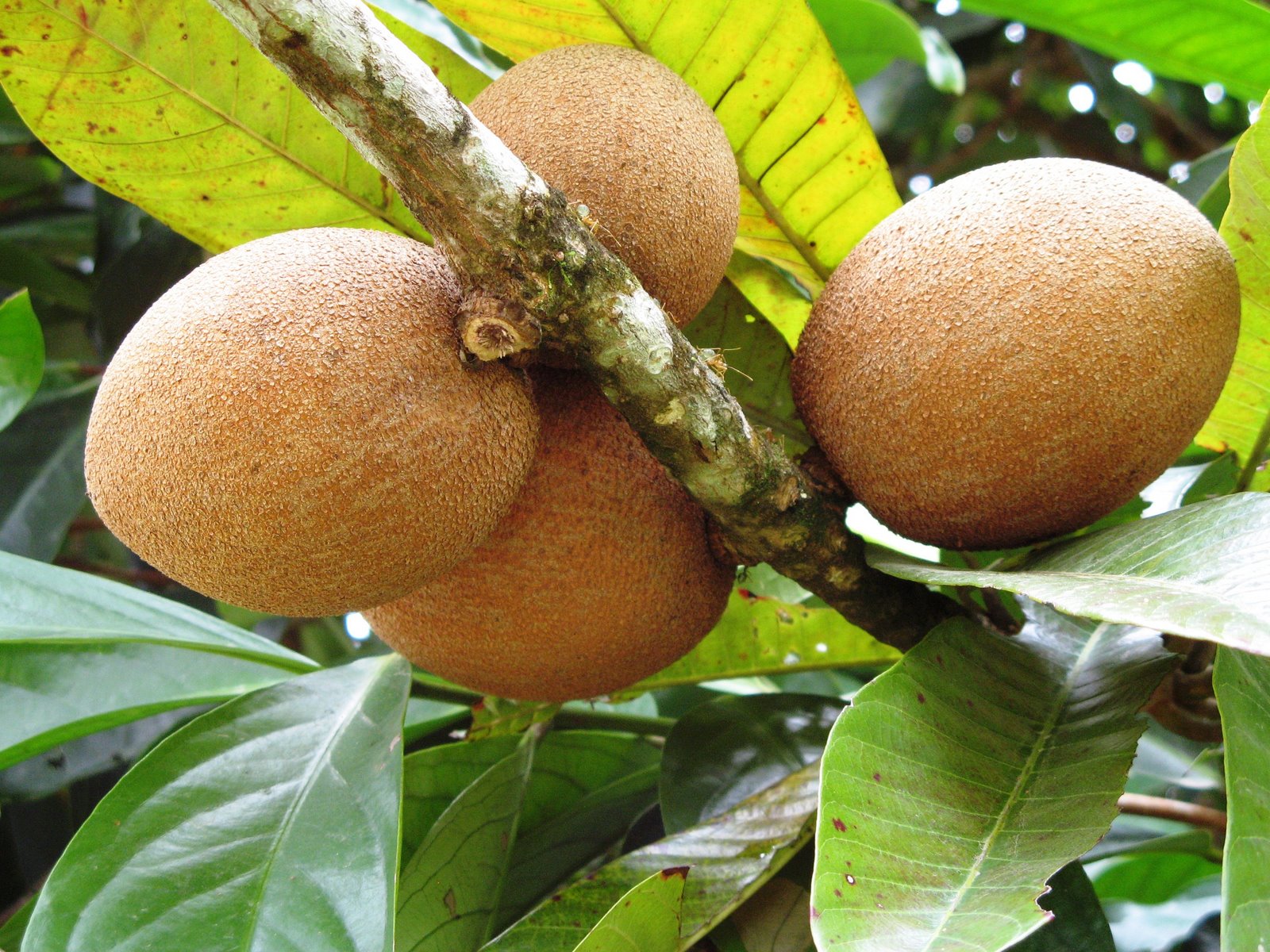 Почему растут плоды. Мармеладное дерево сапота. Мармеладное дерево (Путерия). Тропические фрукты сапота. Тропикал манго личи.